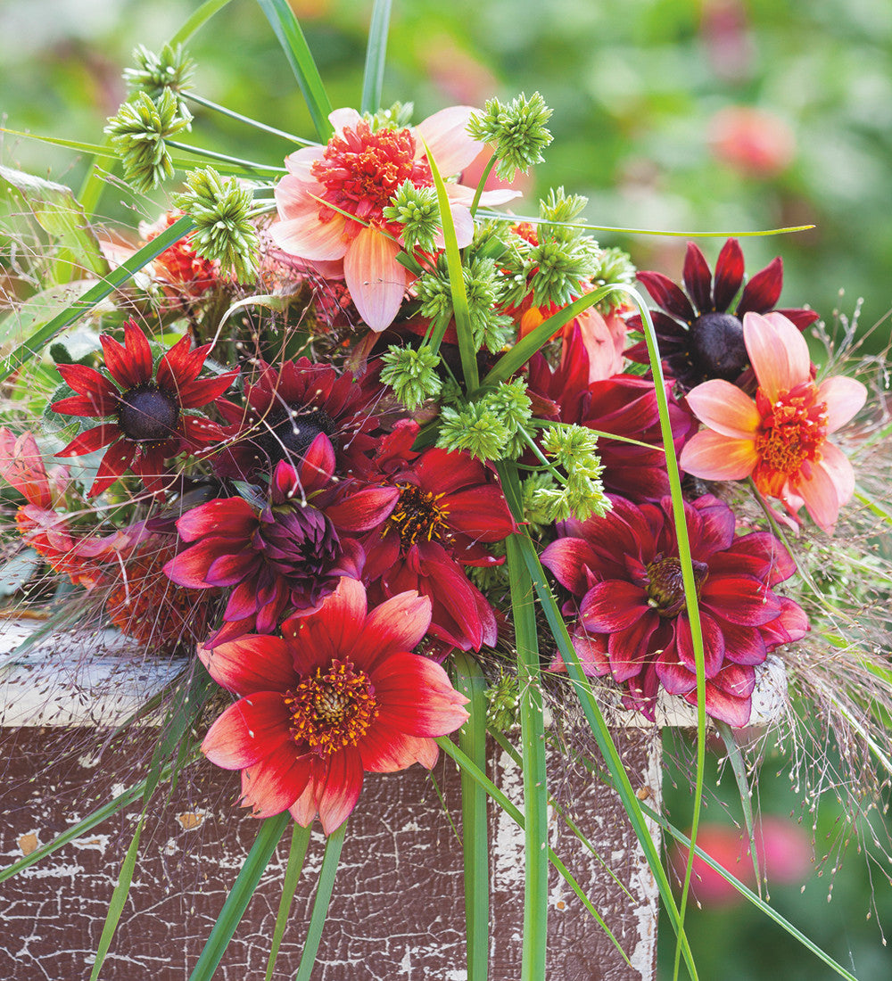 Sarah Raven Bulbs Dahlia Totally Tangerine Knollen orange langblühend