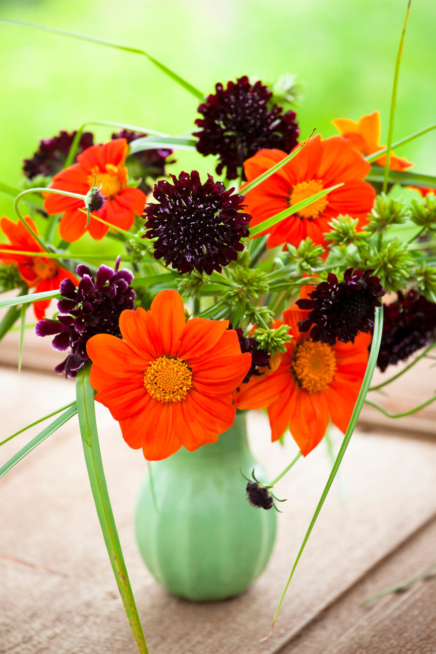 Sarah Raven Seeds Tithonia Torch Blumen 50 Samen Orange