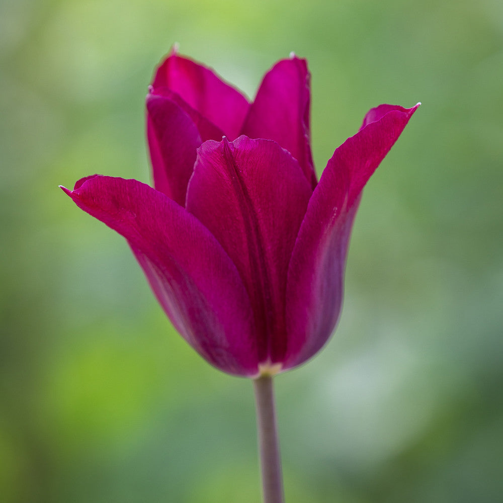Sarah Raven Bulbs Tulpe Purple Heart Zwiebeln 10 Stück lila