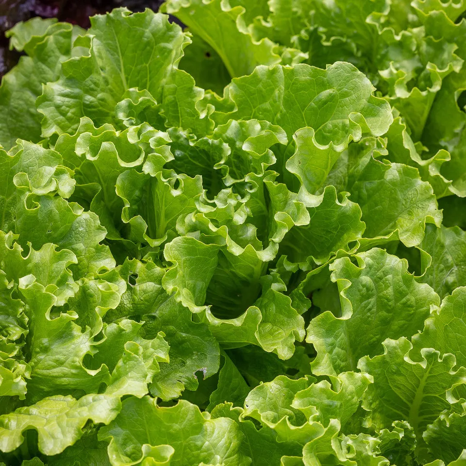 Sarah Raven Seeds Salat Batavia Green Samen 750 Samen