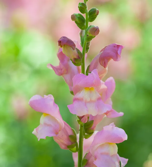 Sarah Raven Antirrhinum Appleblossom Löwenmäulchen Samen 750 essbar