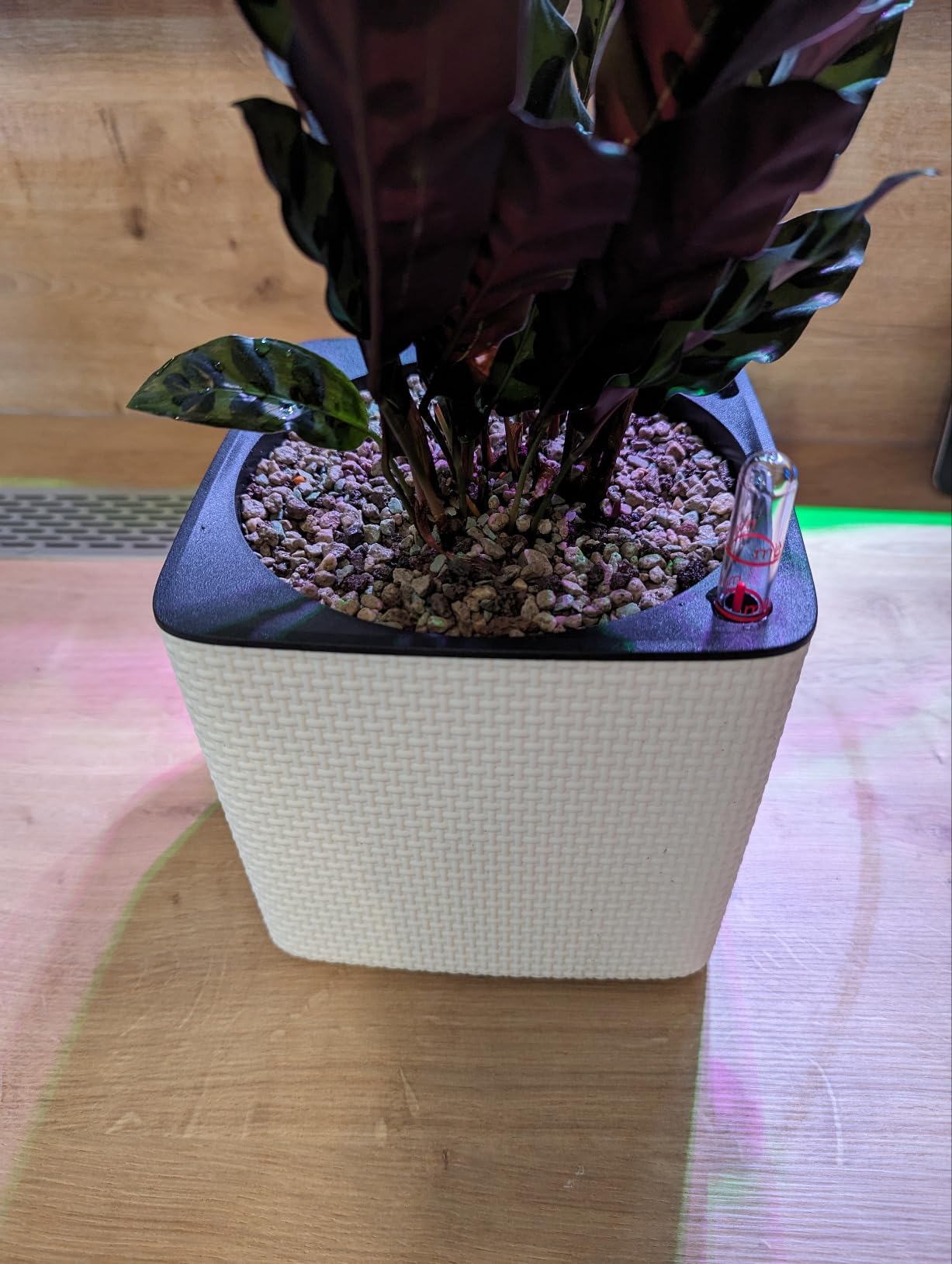 Lechuza Cube Color 16 Pflanzgefäß Schiefergrau mit Bewässerung