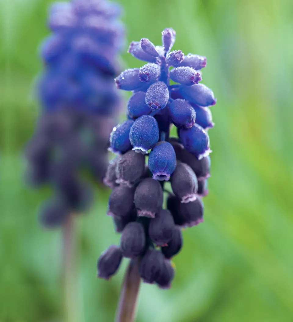Sarah Raven Muscari latifolium Blumenzwiebeln 25 Stück blau