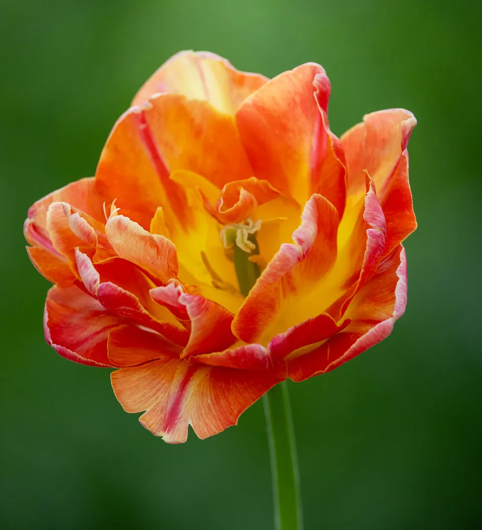Sarah Raven Bulbs Tulip Salmon Symbiose Zwiebeln 10 Zwiebeln lachs