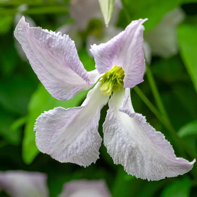 Sarah Raven Plants Clematis Betty Corning Kletterpflanze 2L Topf