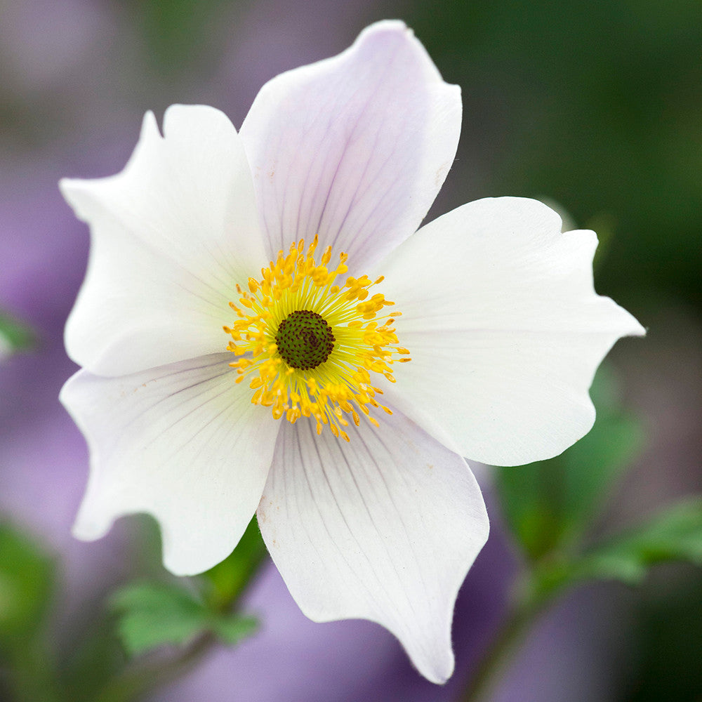 Sarah Raven Plants Anemone Wild Swan Pflanze 3x9cm weiß