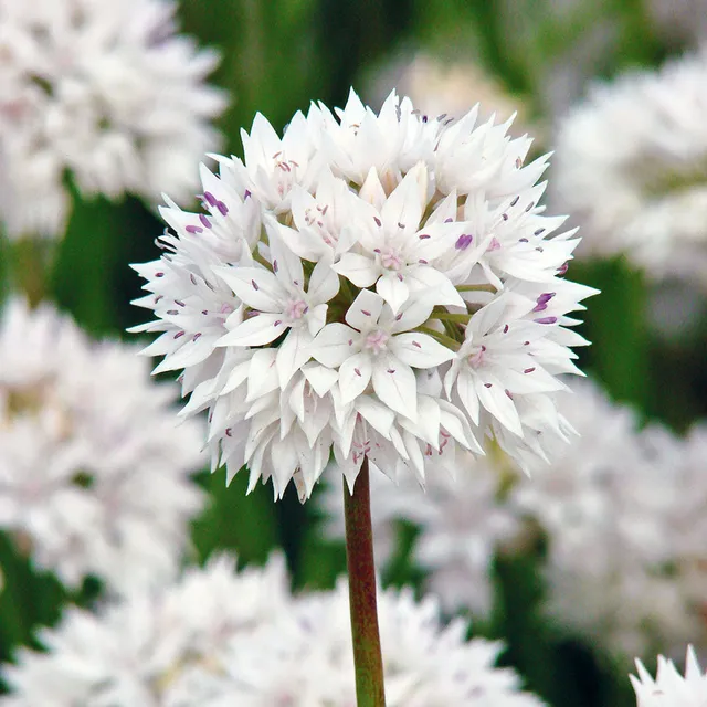 Sarah Raven White Allium Blumenzwiebeln 30 Stück weiß