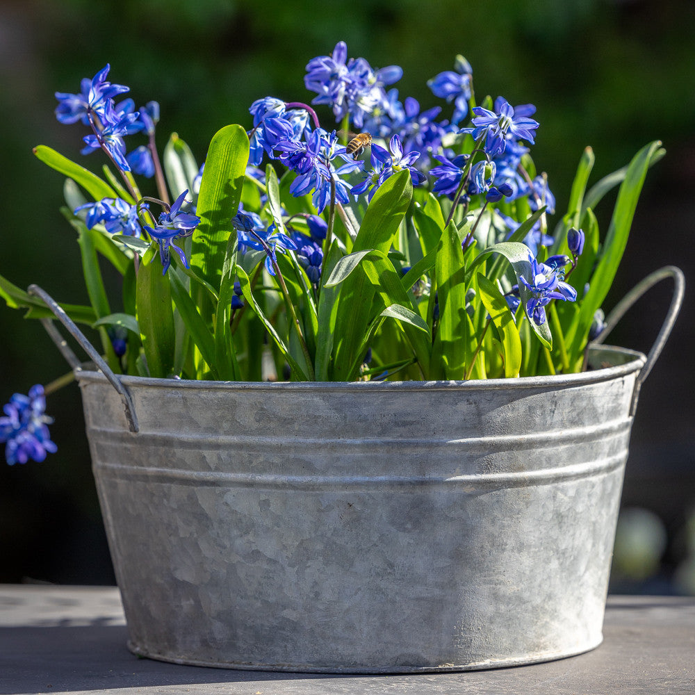 Sarah Raven Bulbs Scilla siberica Blumenzwiebeln 20 Stück blau