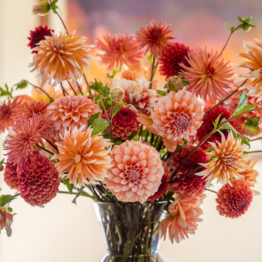 Sarah Raven Bulbs Peach Bellini Dahlia Blumenzwiebeln 4 Knollen pfirsich