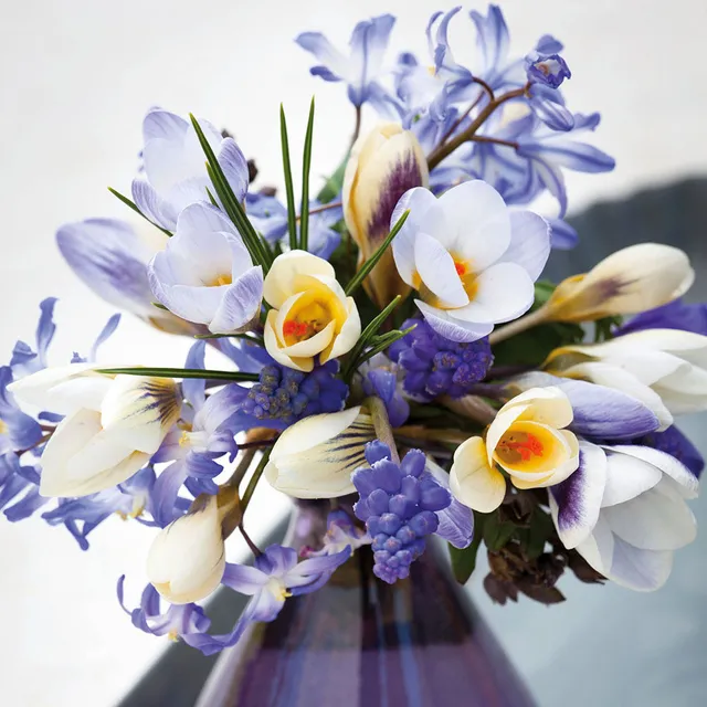 Sarah Raven Bulbs Ice Blue Crocus Collection Krokus 30 Knollen