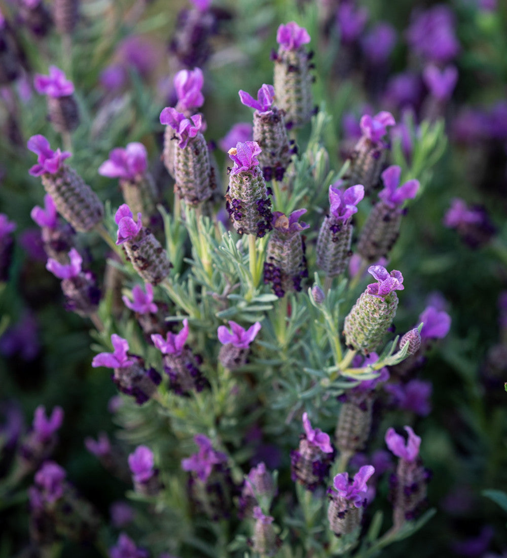 Sarah Raven Lavendel Sancho Panza Saatgut 50 Samen