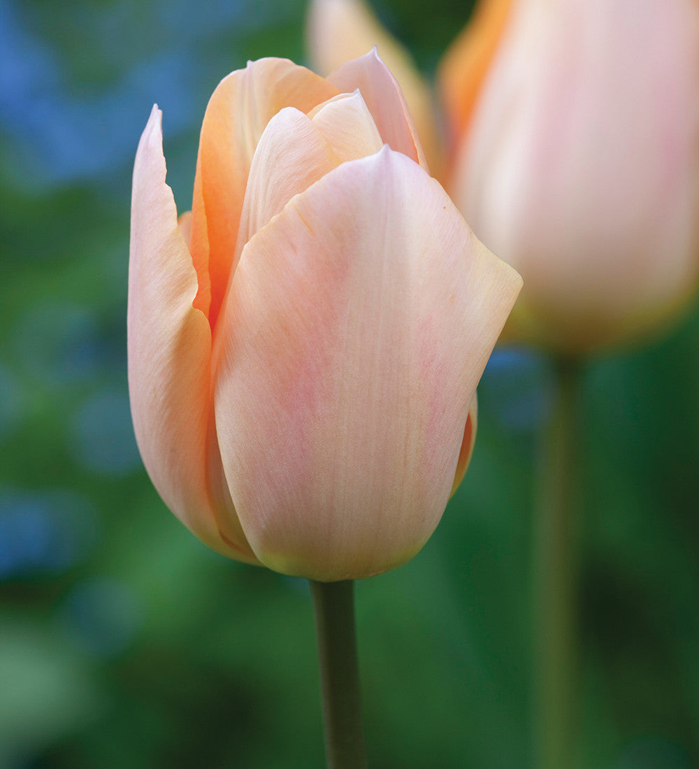 Sarah Raven Bulbs Apricot White Tulip Mix Blumenzwiebeln 30 Stück