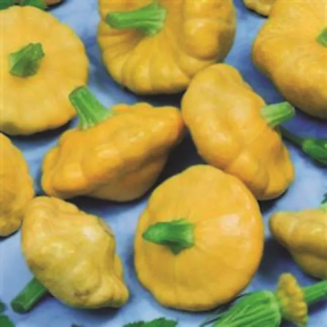Sarah Raven Seeds Kürbis Sunburst F1 Saatgut 10 Samen