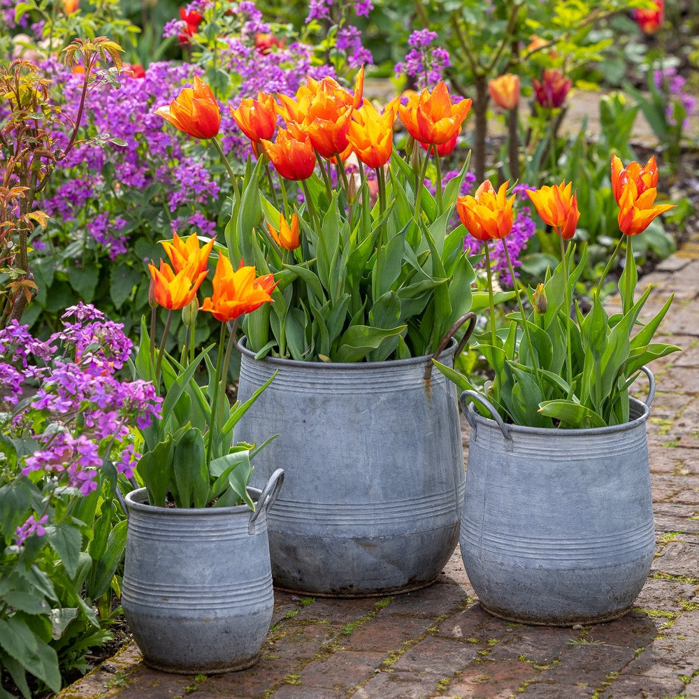 Sarah Raven Bulbs Tulpe Ballerina Blumenzwiebeln 10 Stück orange