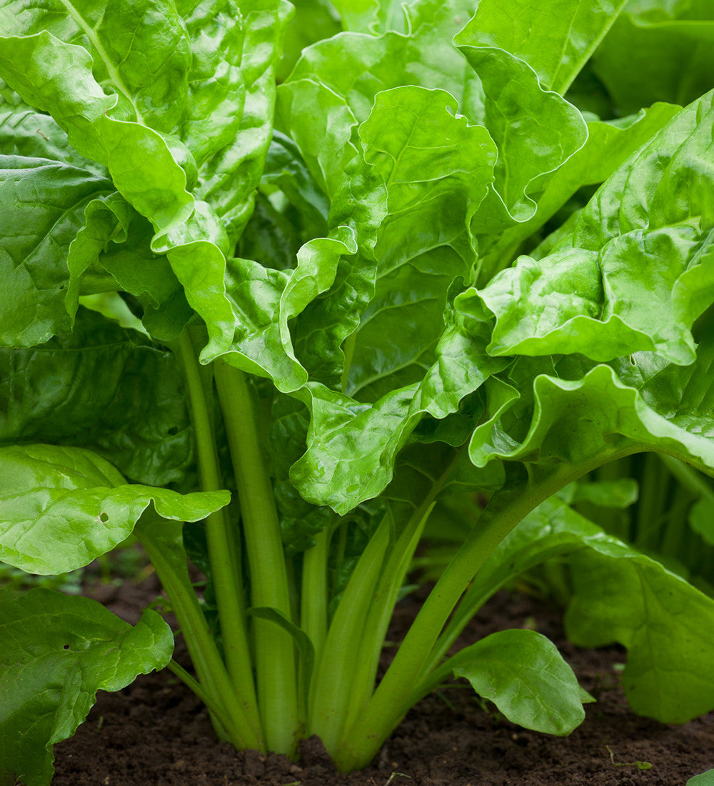 Sarah Raven Seeds Mangold Lucullus Samen 250 Samen schossfest