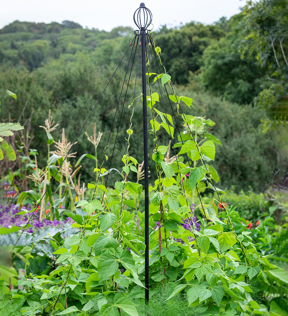 Sarah Raven Pea and Bean Maypole Rankhilfe einzeln 1,9 m Stahl