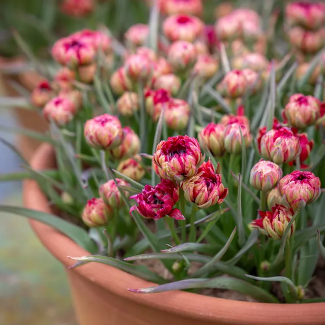 Sarah Raven Tulip Samantha Tulpenzwiebeln 10 Stück Rosa