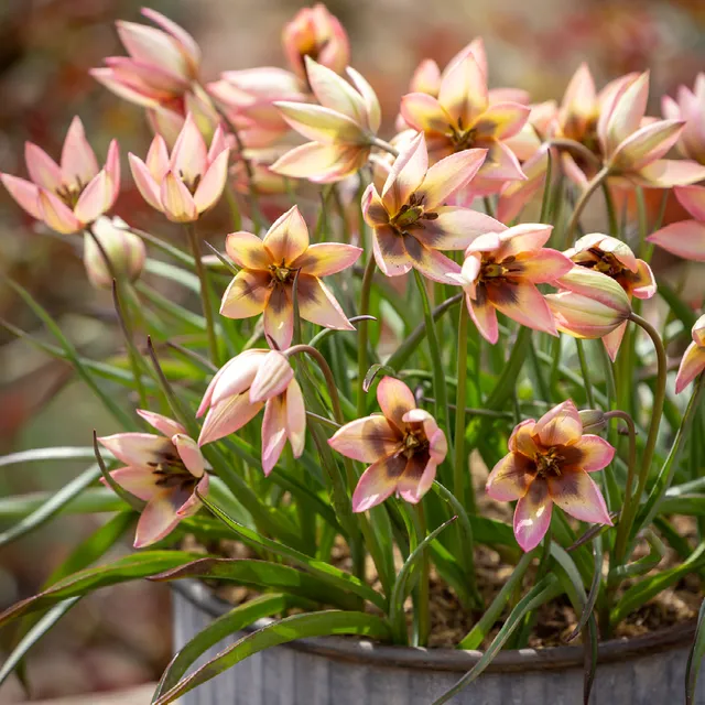 Sarah Raven Bulbs Tulpe Danique Blumenzwiebeln 10 Stück rosa