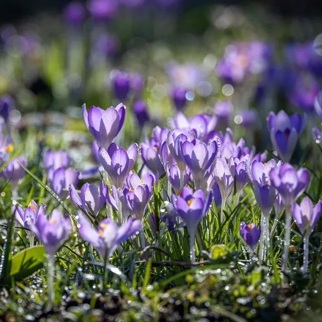 Sarah Raven Bulbs Crocus tommasinianus Krokuszwiebeln 25 Stück früh