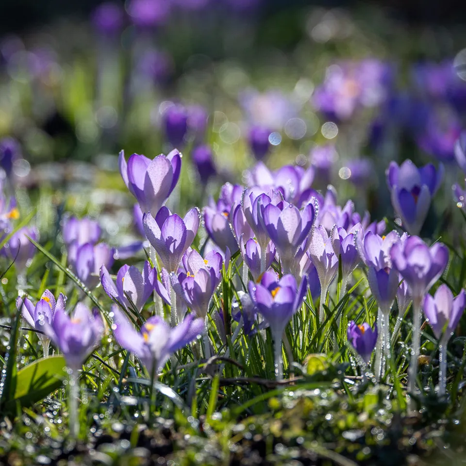 Sarah Raven Bulbs Crocus tommasinianus Krokuszwiebeln 25 Stück früh