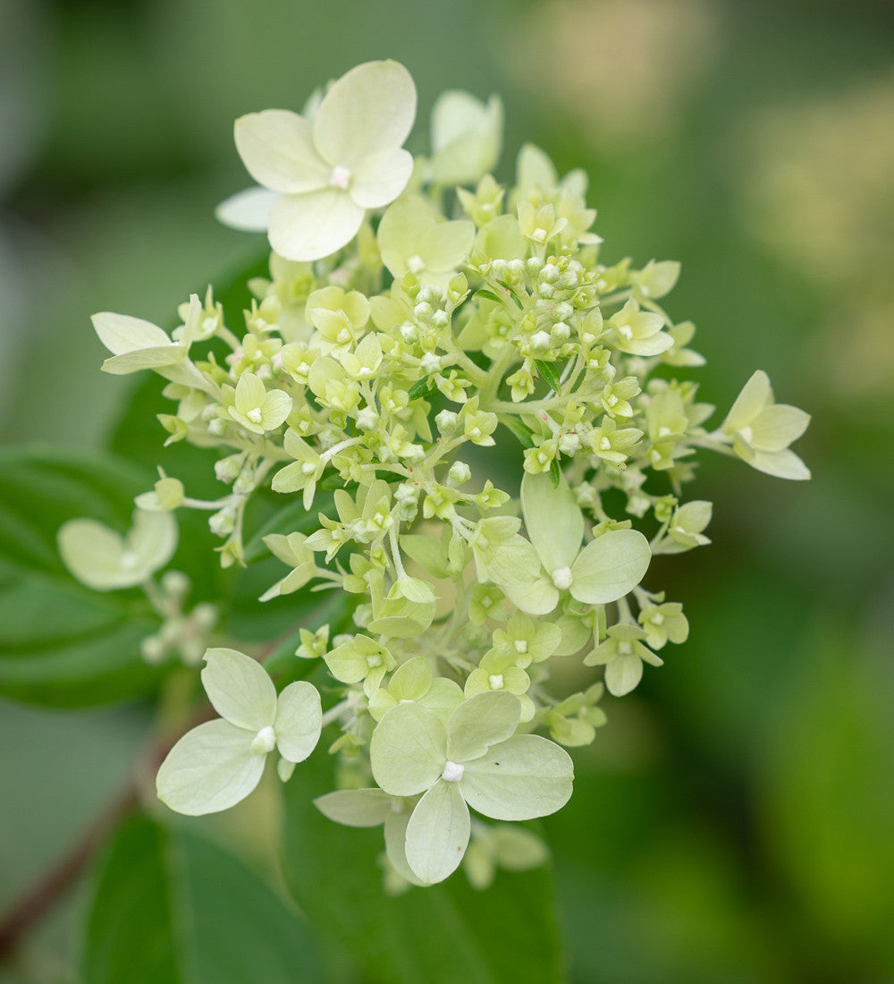 Sarah Raven Plants Hydrangea paniculata Little Fresco Hortensie 2 L