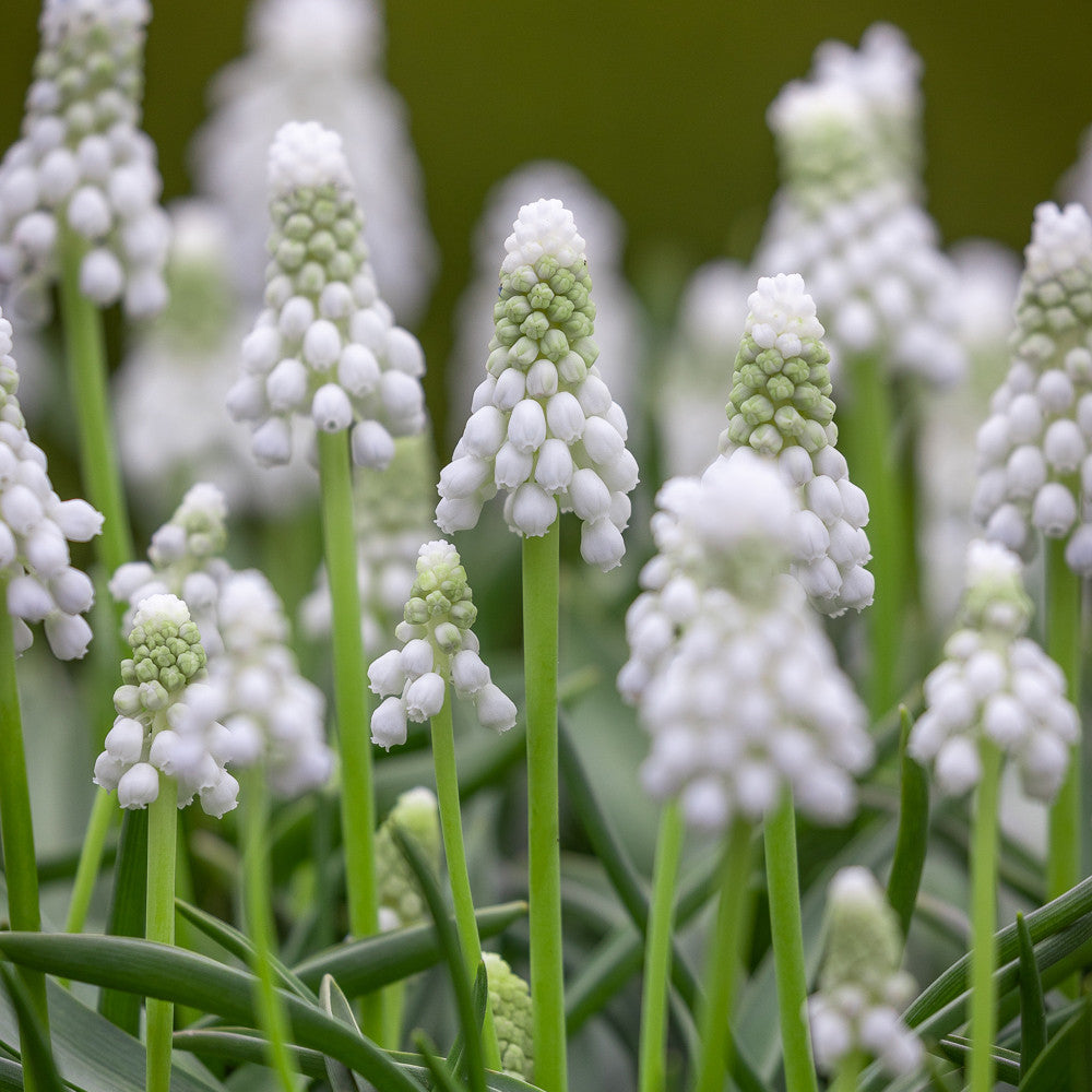 Sarah Raven Bulbs Spring Centrepiece Blumenzwiebeln 55 Zwiebeln