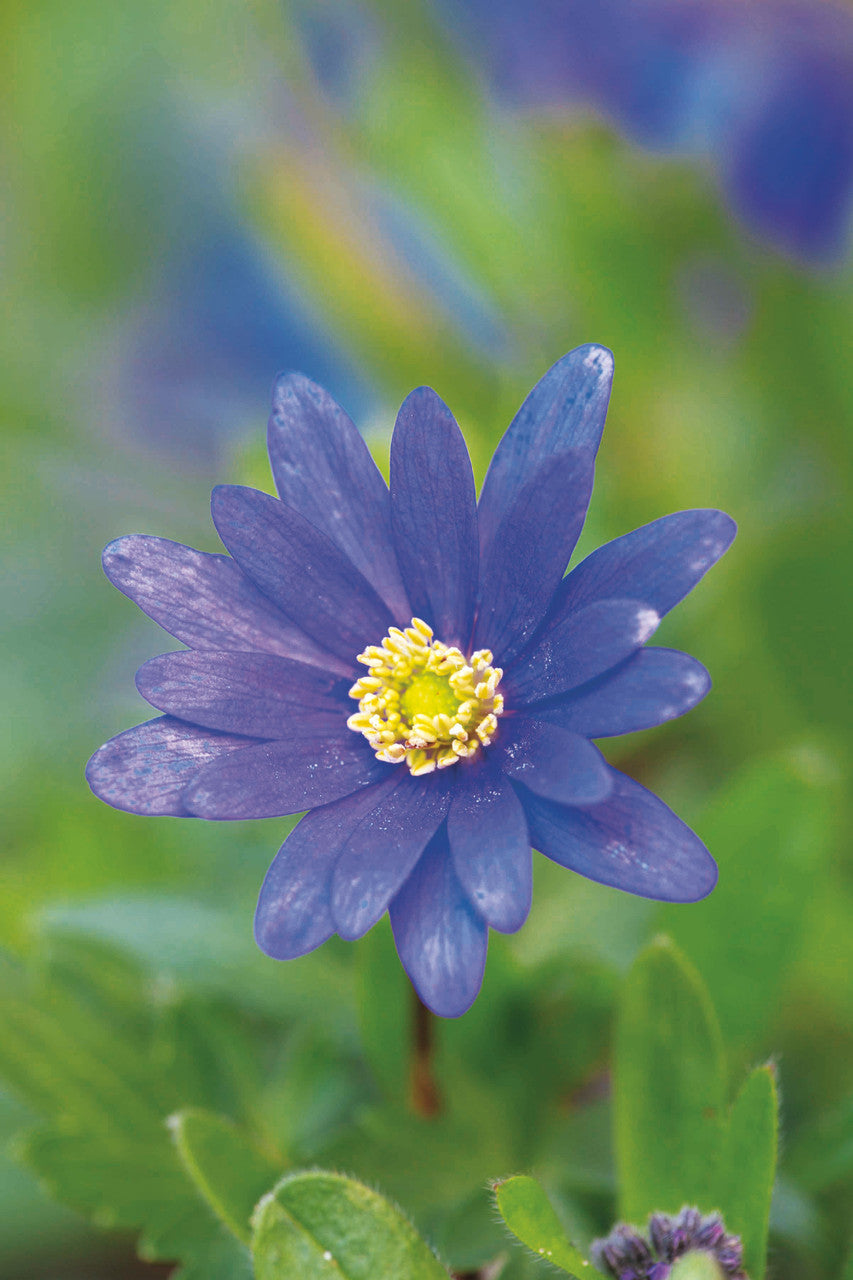 Sarah Raven Bulbs Blumenzwiebeln Schatten 120 Stück naturalisierend