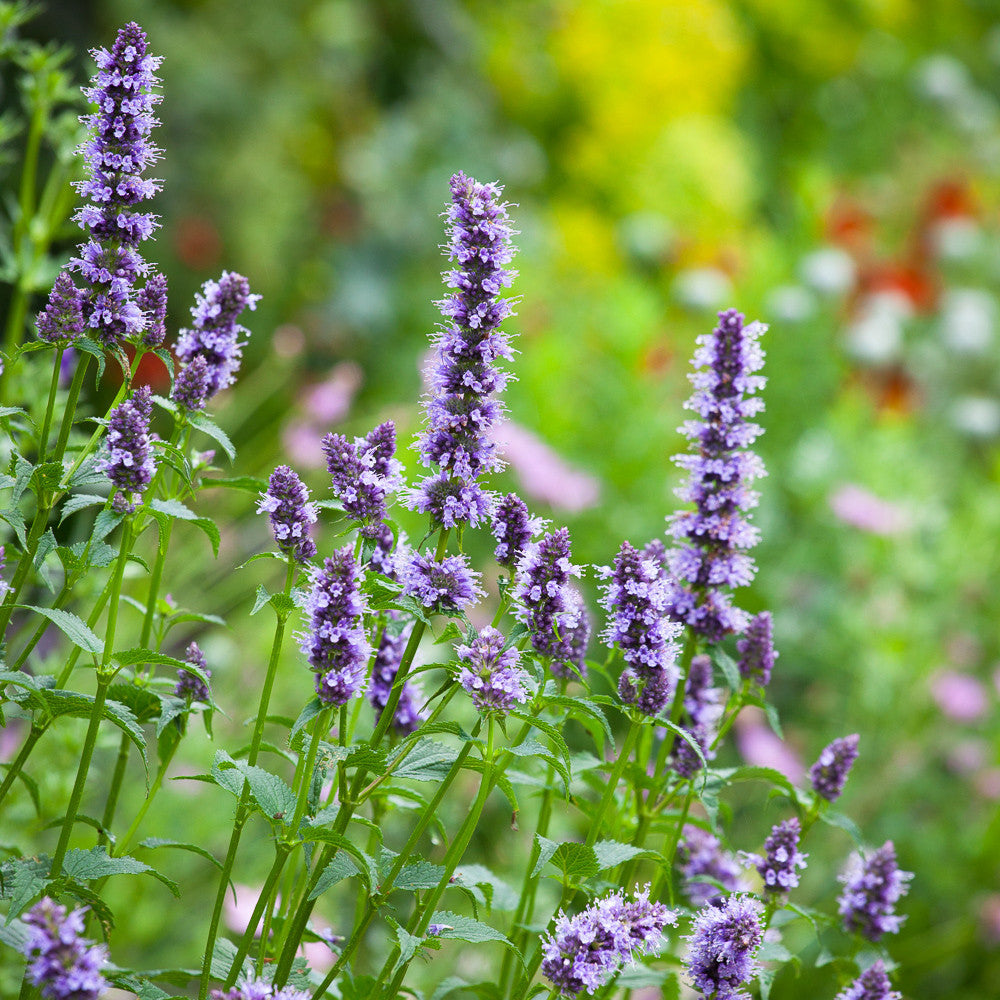 Sarah Raven Agastache Blue Fortune Staude 2 Liter Topf