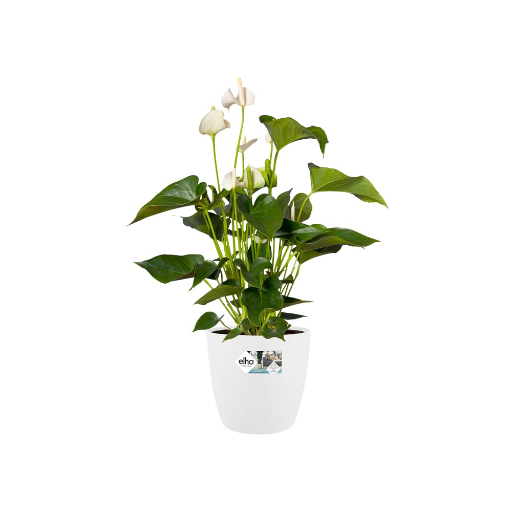 elho Brussels Rollen 35 Blumentopf Weiß mit Rollen