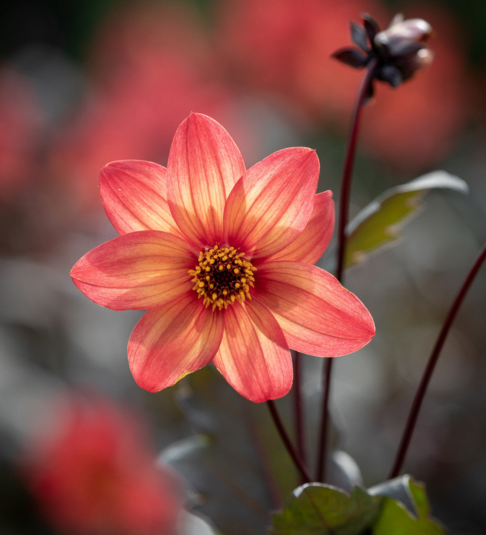Sarah Raven Bulbs Dahlia Schipper's Bronze Knolle 1 Knolle kupfer
