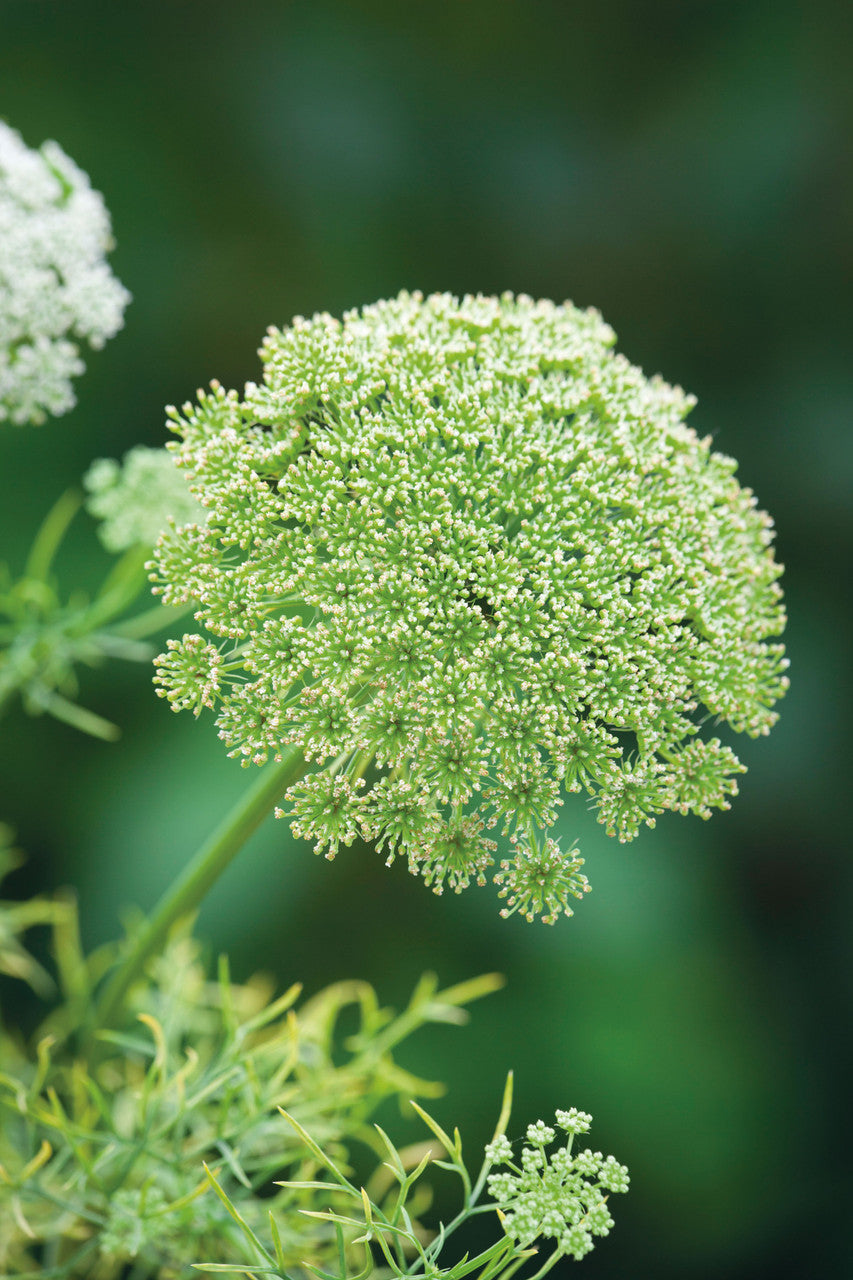 Sarah Raven Plants Ammi visnaga Samen 500 Samen weiß