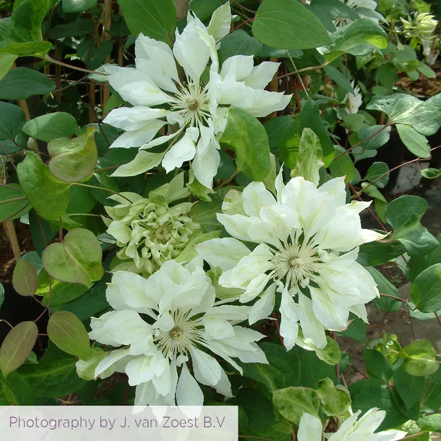 Sarah Raven Plants Clematis Yukiokoshi Pflanze 2 Liter weiß
