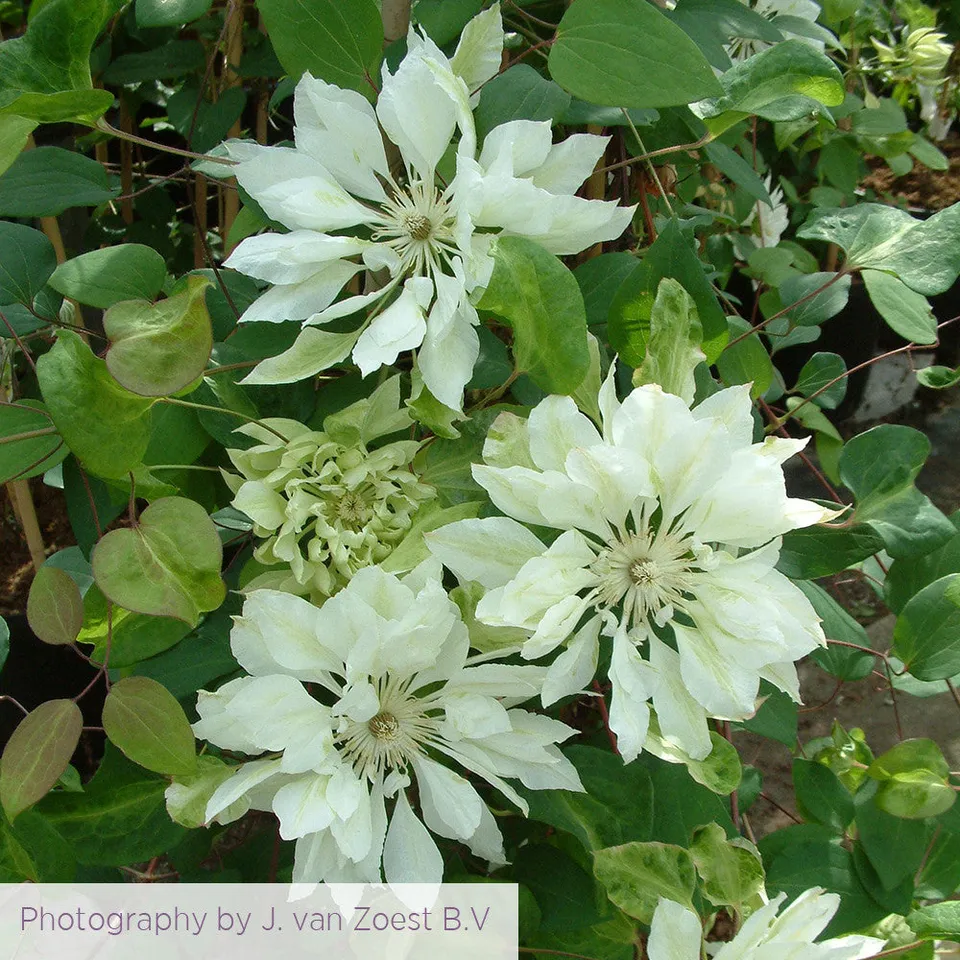 Sarah Raven Plants Clematis Yukiokoshi Pflanze 2 Liter weiß