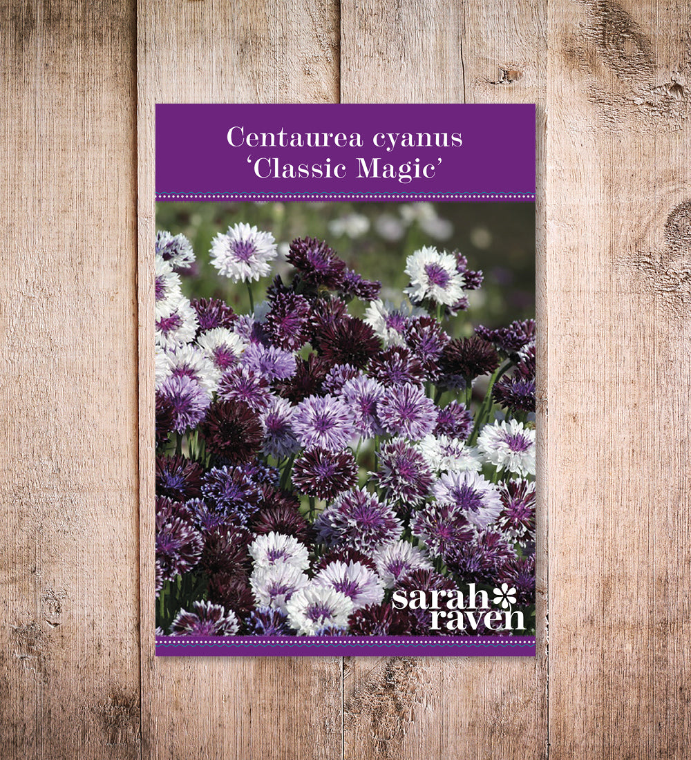 Sarah Raven Seeds Centaurea Classic Magic Kornblume 200 Samen