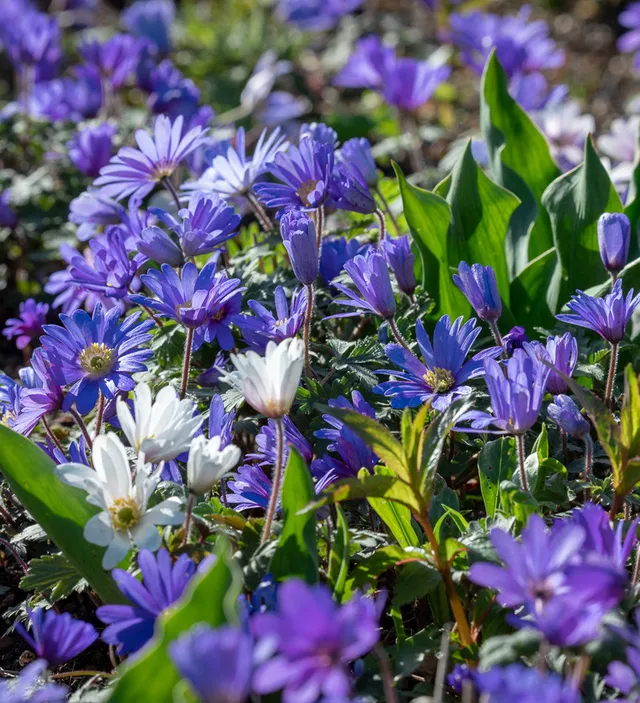 Sarah Raven Bulbs Anemone Blue Shades Blumenzwiebeln 20 Knollen