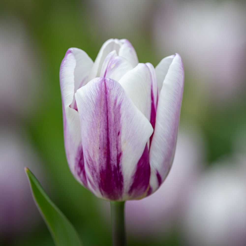Sarah Raven Bulbs Tulpe Flaming Flag Zwiebeln 10 Stück weiß-lila
