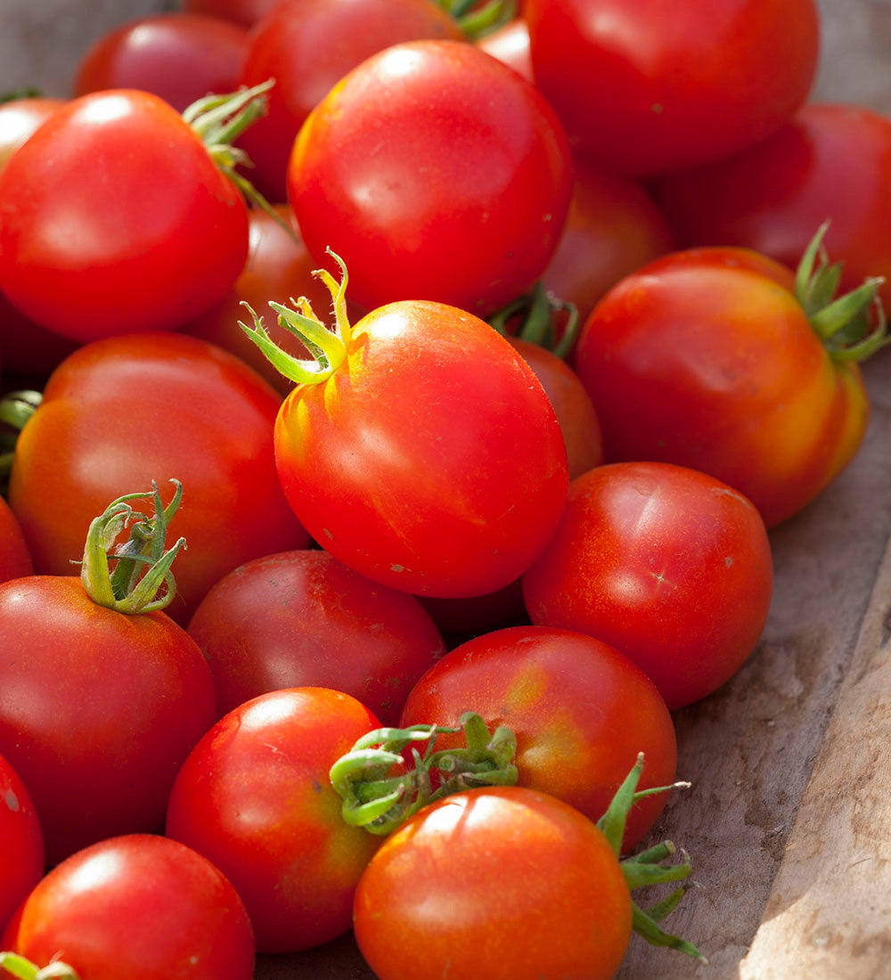 Sarah Raven Seeds Tomate Stupicke Polni Rane Samen 50 Samen ertragreich