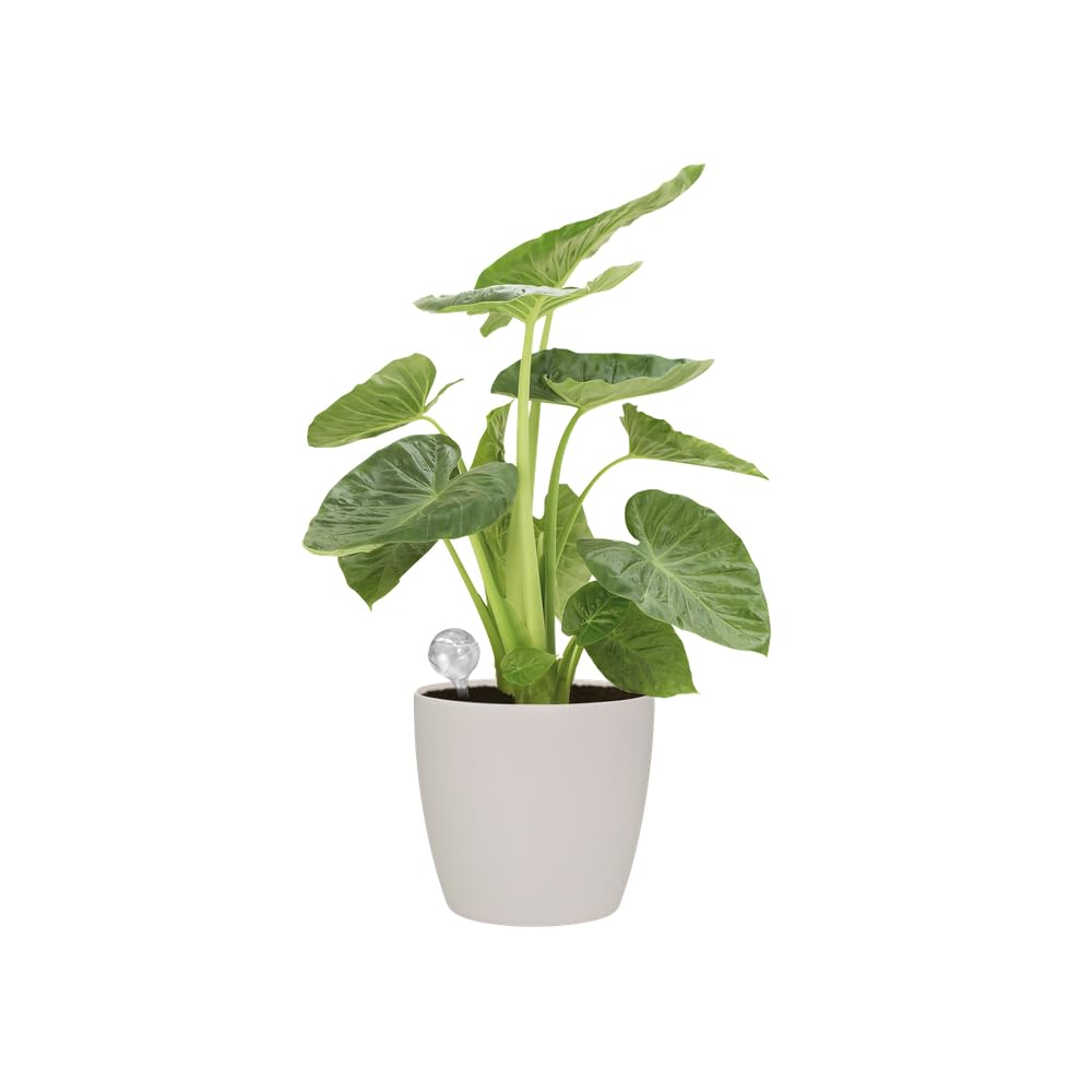 elho Aqua Care Wasserspender transparent 9 cm 0,5 L
