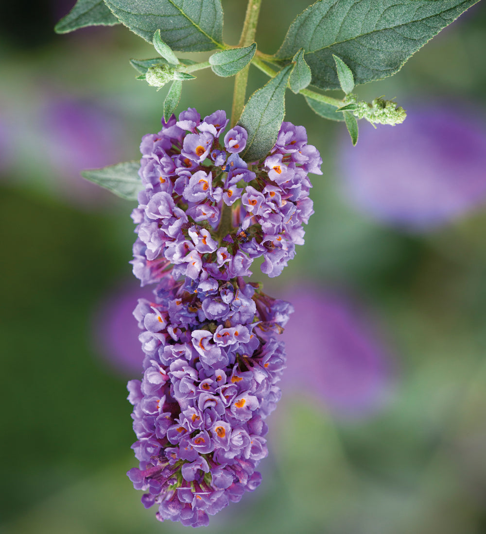 Sarah Raven Buddleia Dreaming Purple Strauch 2L lila
