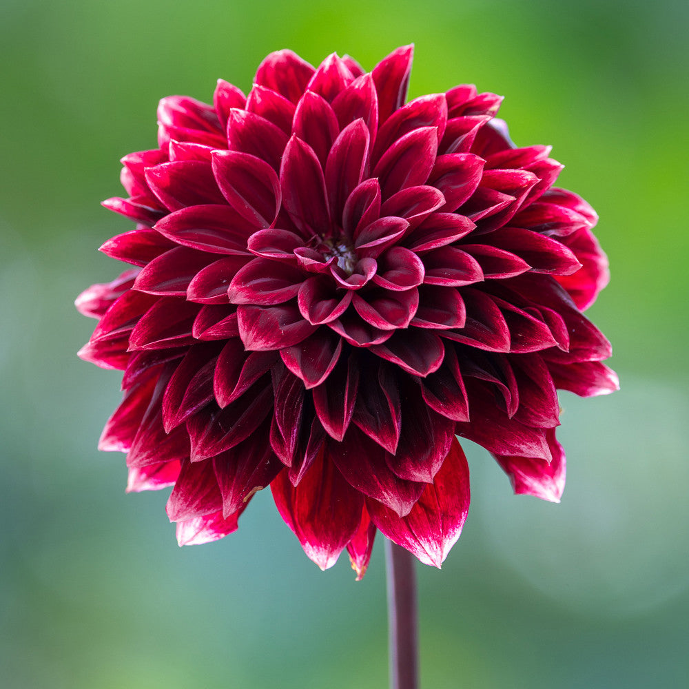 Sarah Raven Dahlia Sissinghurst Dahlienknolle dunkelrot