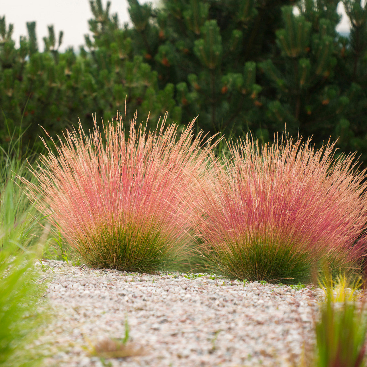 Sarah Raven Plants Festuca glauca Sunrise Ziergras 3x9cm trockenresistent