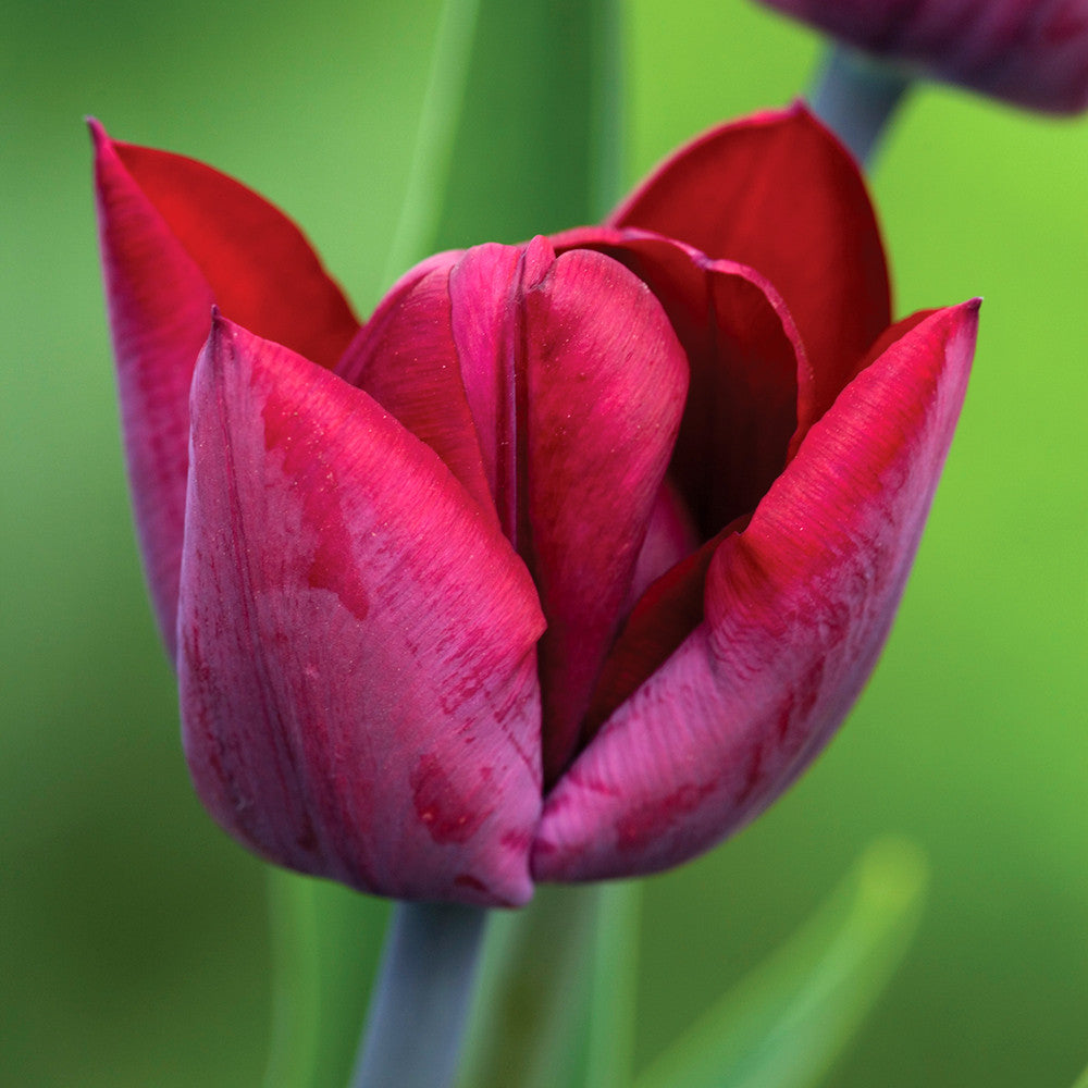 Sarah Raven Plum and Apricot Tulip Mix Tulpenzwiebeln 30 Stück Duft