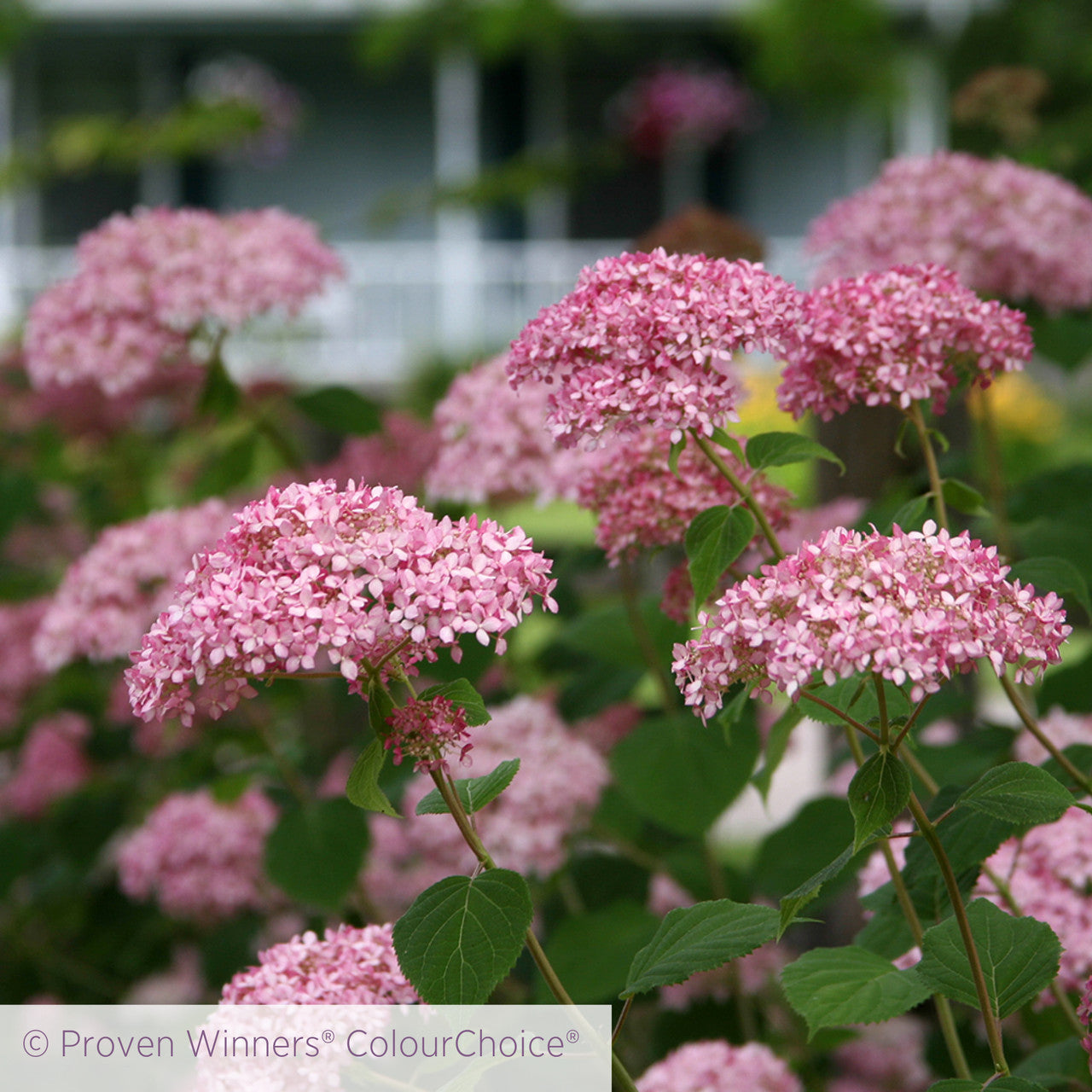 Sarah Raven Hortensie Invincibelle Spirit II 2 L Topf