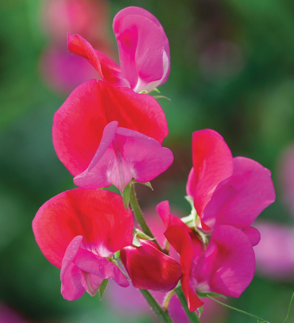 Sarah Raven Sweet Pea Collection Blumensamen 3 Packungen duftend