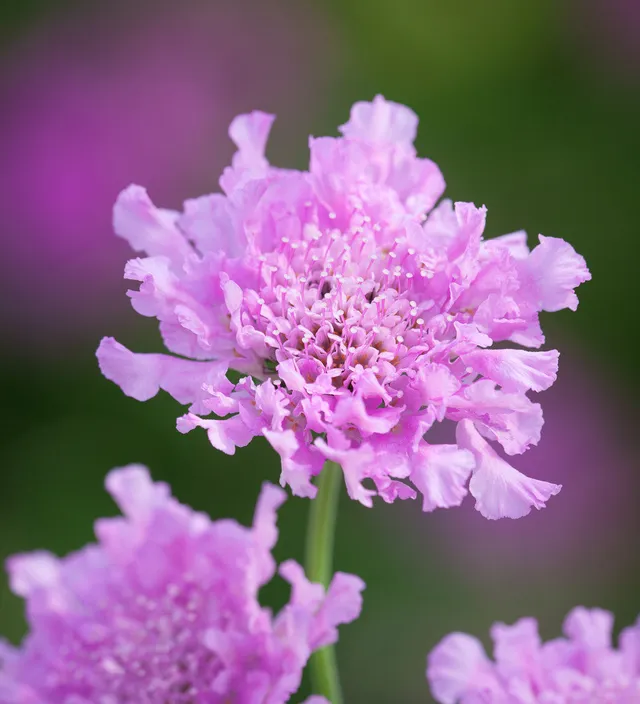 Sarah Raven Skabiose Kudo Pink Pflanze 3x9cm bienenfreundlich