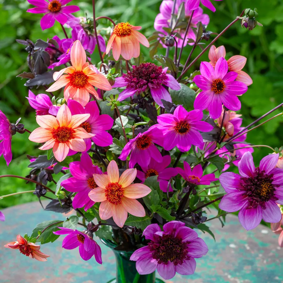 Sarah Raven Bulbs Pollinators Dahlien Knollen 3 Knollen offen