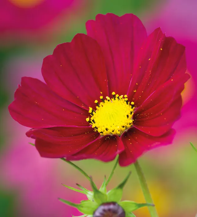 Sarah Raven Seeds Cosmos bipinnatus Dazzler 100 Samen karminrosa