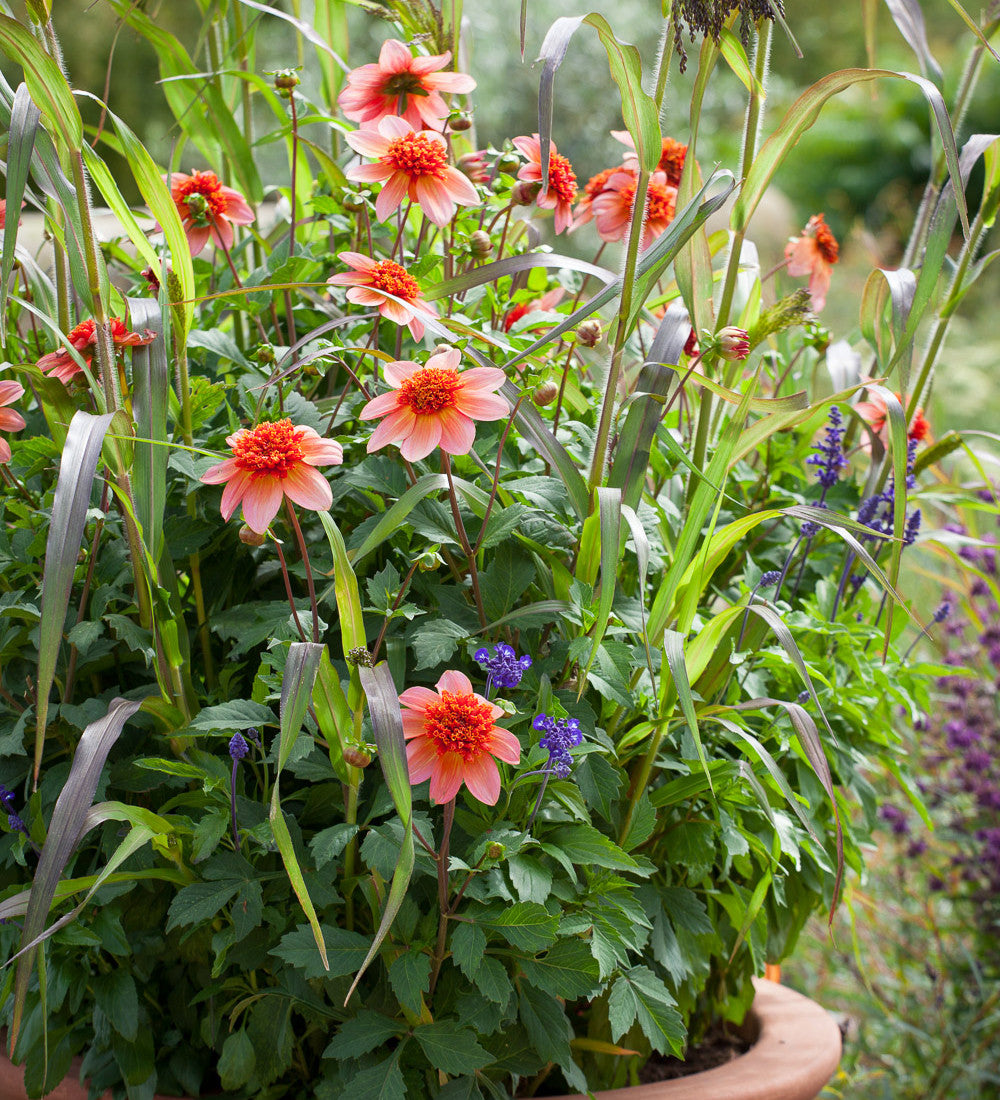 Sarah Raven Bulbs Dahlia Totally Tangerine Knollen orange langblühend