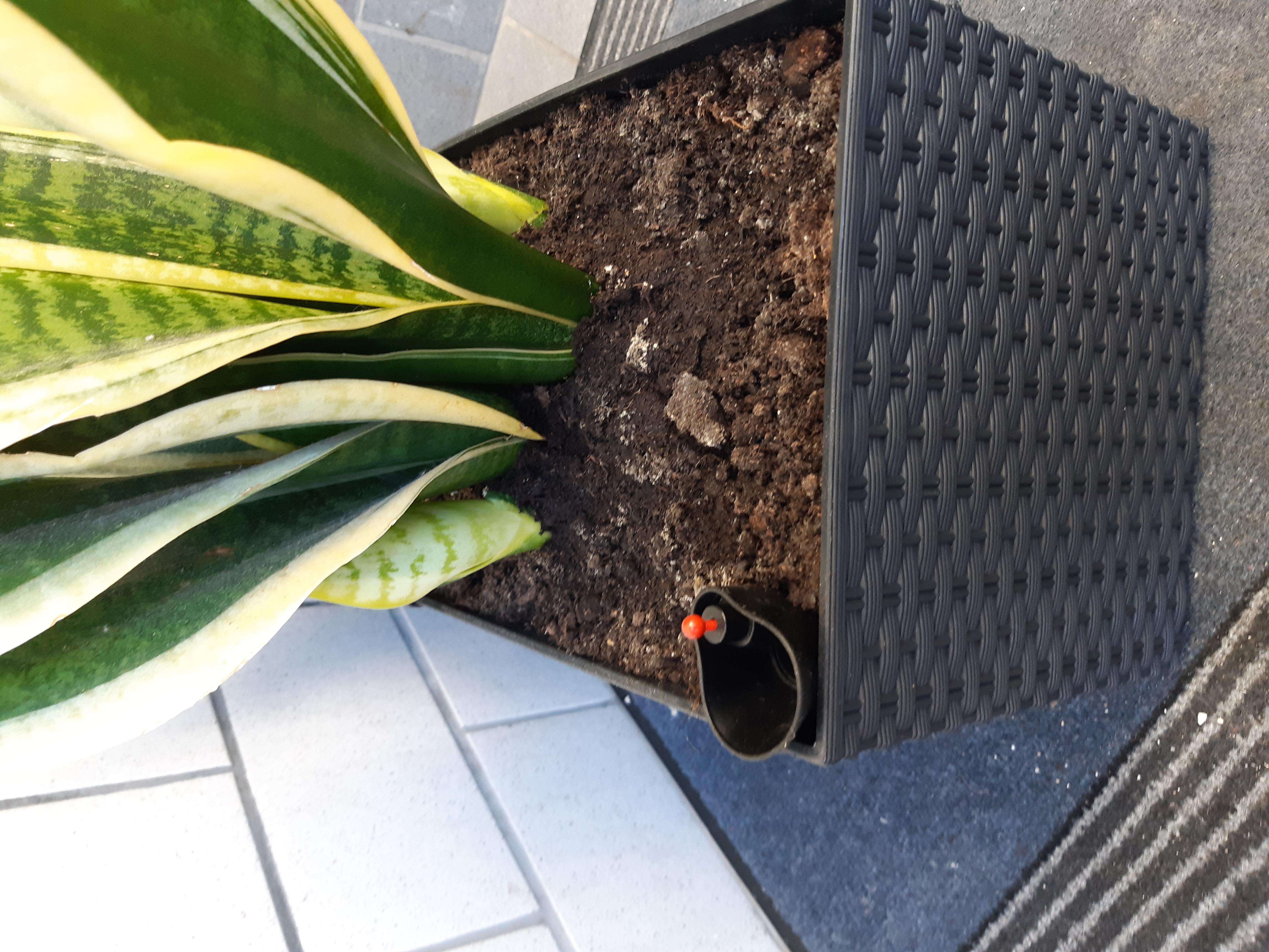 Prosperplast Rato Case Blumenkasten anthrazit 17L Bewässerung