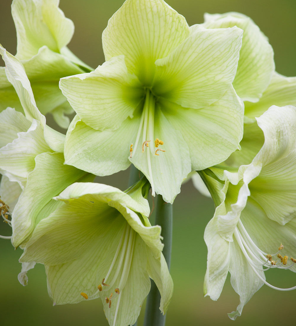 Sarah Raven Bulbs Amaryllis Lemon Star Blumenzwiebel 1 Stück
